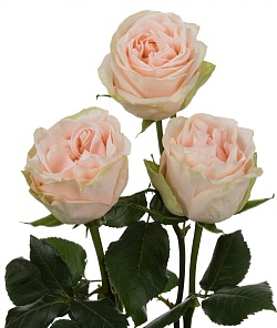 Wedding Rose 50  