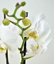 Орхидея Фаленопсис №1