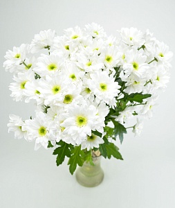Кустовая хризантема белая