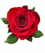 ���� ���������