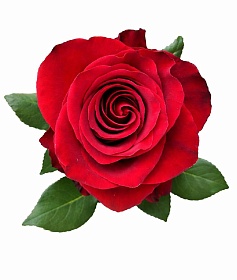 ���� ���������