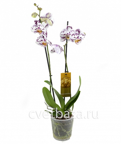 Орхидея Фаленопсис №2