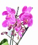 Орхидея Фаленопсис №7 Сиреневый