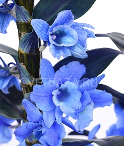 Орхидея Дендробиум (голубой)