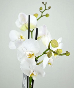 Орхидея Фаленопсис №1