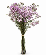 ���� �������