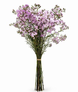 ���� �������