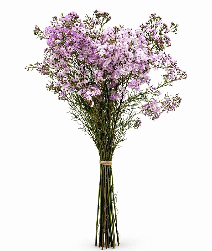 ���� �������