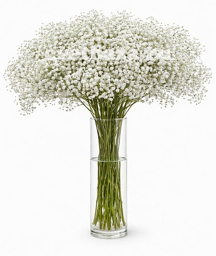 ��������� ��������