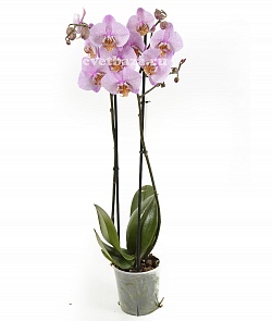 Орхидея фаленопсис №15 Сереневый с рисунком