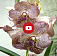 Как правильно ухаживать за Орхидеей Ванда - обучающее видео от Цветочная База №1	