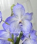 Орхидея Ванда голубая