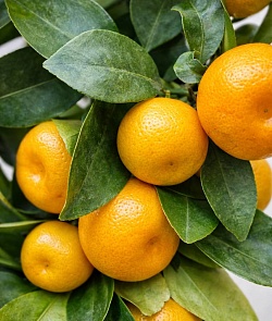 ��������������� (��������)