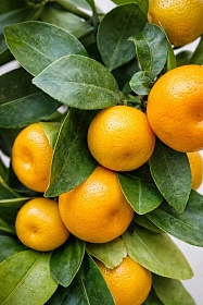 ��������������� (��������)