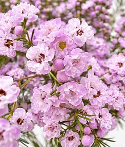 ���� �������