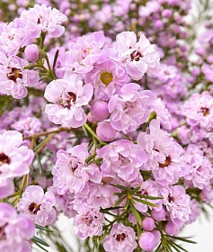 ���� �������