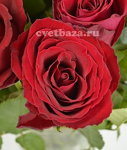 Роза 40см Красная