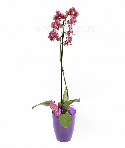Кашпо для орхидеи №9