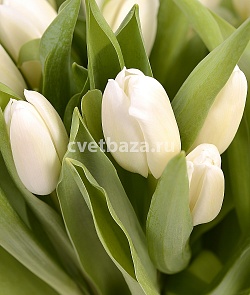 Тюльпаны Белые