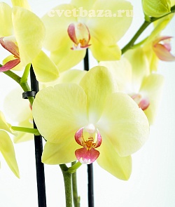 Орхидея Фаленопсис №9 Желтый