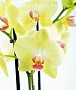 Орхидея Фаленопсис №9 Желтый