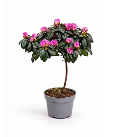 ������ ����������