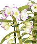 Орхидея Дендробиум (Сиреневый)