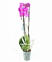 Орхидея Фаленопсис №7 Сиреневый