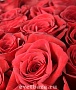 Букет №28 "Сердце" из 101 розы Эквадор 70см