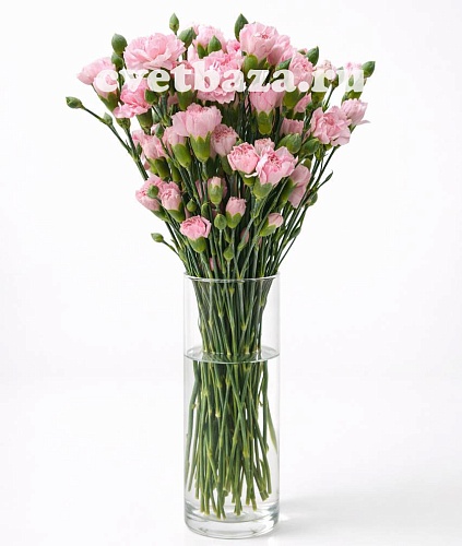 ������� ��������