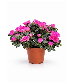 ������ ����������