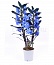 Орхидея Дендробиум (голубой)