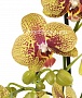 Орхидея фаленопсис №14  Желтая с рисунком