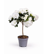 ������ ����������