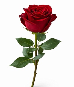 ���� ���������