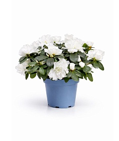 ������ ����