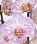 Орхидея Фаленопсис №12 Белая с рисунком