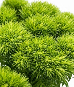 ������� ���� ����