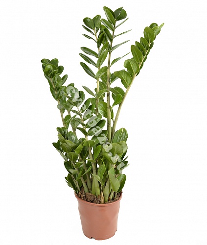 Замиокулькас (zamiifolia)