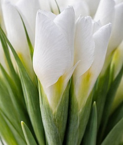 ���� �����