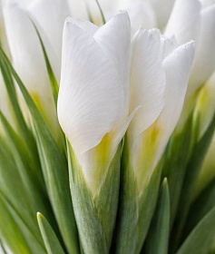 ���� �����