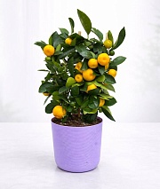 ��������������� (��������)