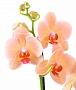 Орхидея Фаленопсис №5 Желто-розовый