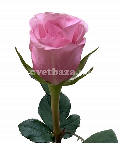 Роза Sanoli (Саноли)  50 см