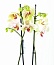 Орхидея Фаленопсис №8 Желто-сиреневый